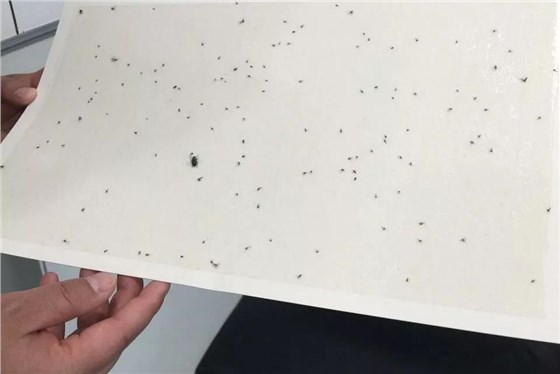 滅蠅燈粘蠅紙