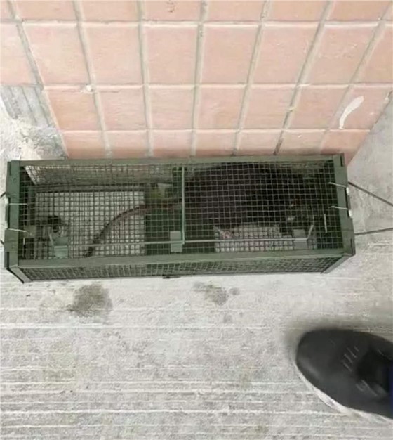 捕鼠籠抓到老鼠怎么處理