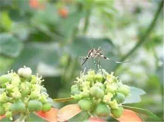 滅蚊蠅燈廠家提醒：秋蚊猛如虎，防蚊勿積水
