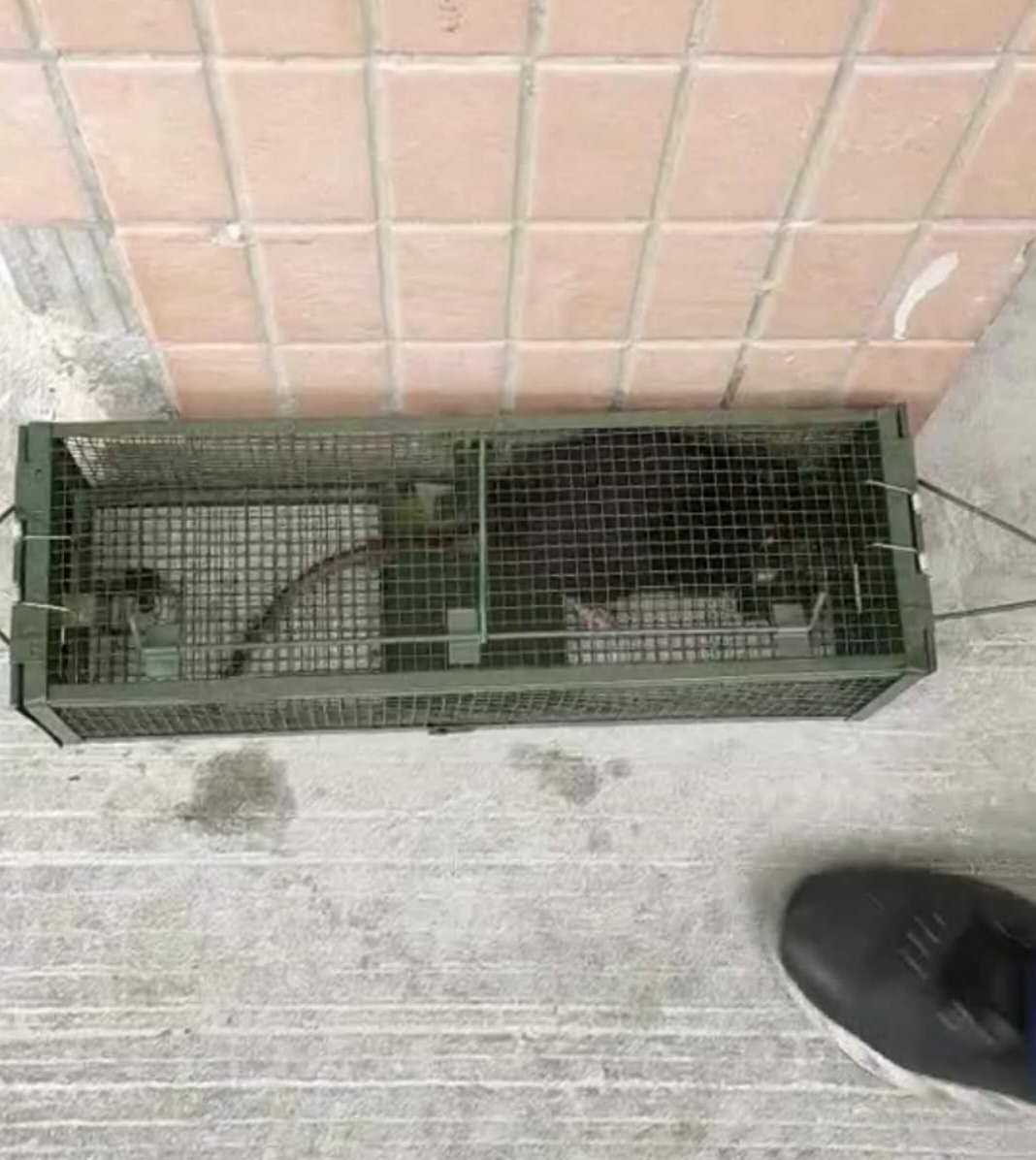 捕鼠籠抓到老鼠怎么處理