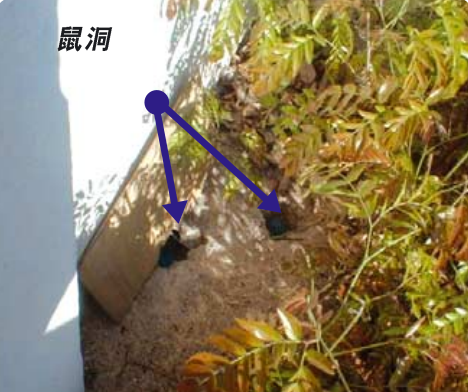 河北鼠籠批發(fā)-如何判斷鼠洞里有沒有老鼠